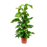 Epipremnum aureum - Golden Pothos, 15cm pot