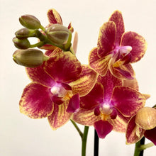 Load image into Gallery viewer, Phalaenopsis - Orchid Mixed Colors, 12cm Pot
