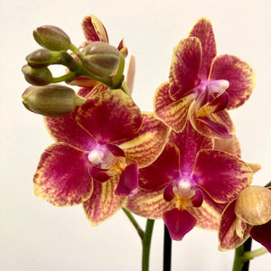 Phalaenopsis - Orchid Mixed Colors, 12cm Pot