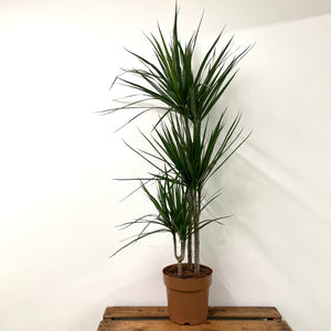 Dracaena Marginata - Dragon Tree, 21cm Pot