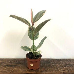 Ficus Tineke - Variegated Rubber Plant, 12cm Pot