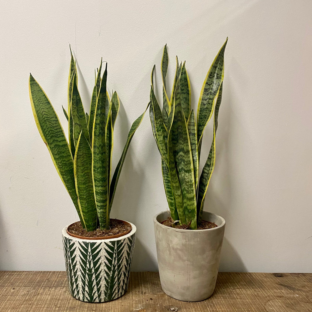 Sansevieria Laurentii - Snake Plant , 21cm pot.