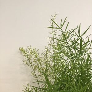 Asparagus fern mix - Asparagus Fern, 12cm pot.