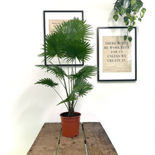 Load image into Gallery viewer, Livistona Rotundifolia - Fan Palm, 24cm Pot
