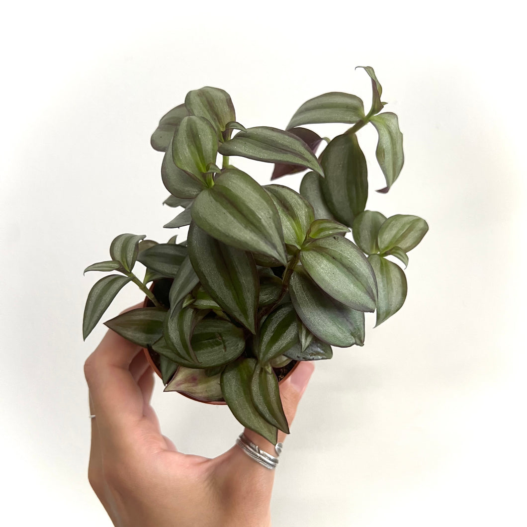 Tradescantia zebrina - Violet Hill,  7cm pot