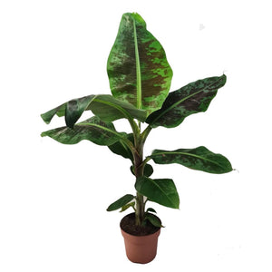 Musa Dwarf Cavendish - Banana Plant, 21cm Pot