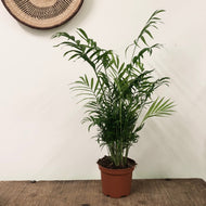 Chamaedorea elegans - Parlour Palm, 17cm pot.