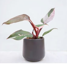 Load image into Gallery viewer, Philodendron - Pink Marble Princess, 12cm Pot
