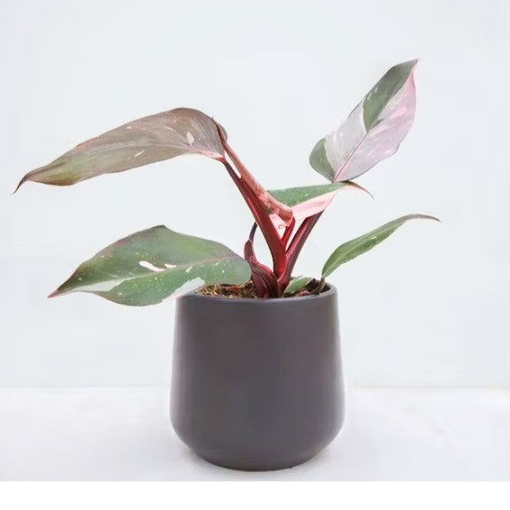 Philodendron - Pink Marble Princess, 12cm Pot