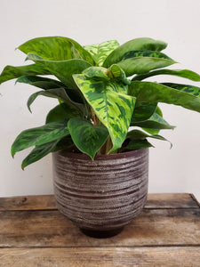 Homalomena Wallisii - Camouflage, 12cm Pot