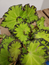 Load image into Gallery viewer, Begonia Rex - Jive, 12cm Pot
