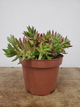Load image into Gallery viewer, Crassula capitella - Red Pagoda, 13cm pot
