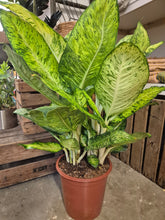 Load image into Gallery viewer, Dieffenbachia White Amazon, 24cm Pot
