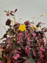 Load image into Gallery viewer, Oxalis vulcanicola roze - False Shamrock, 12cm Pot
