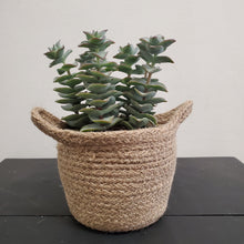 Load image into Gallery viewer, Crassula Perforata - String of Buttons, Giant form 10.5cm Pot
