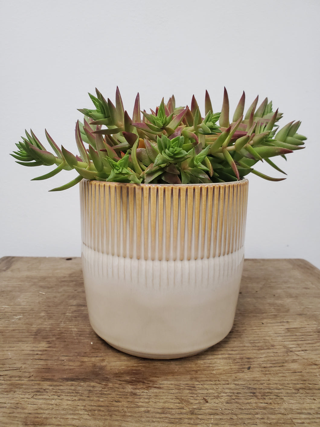 Crassula capitella - Red Pagoda, 13cm pot