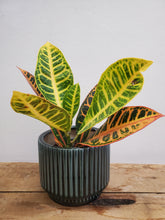 Load image into Gallery viewer, Codiaeum Mix, 9cm Pot
