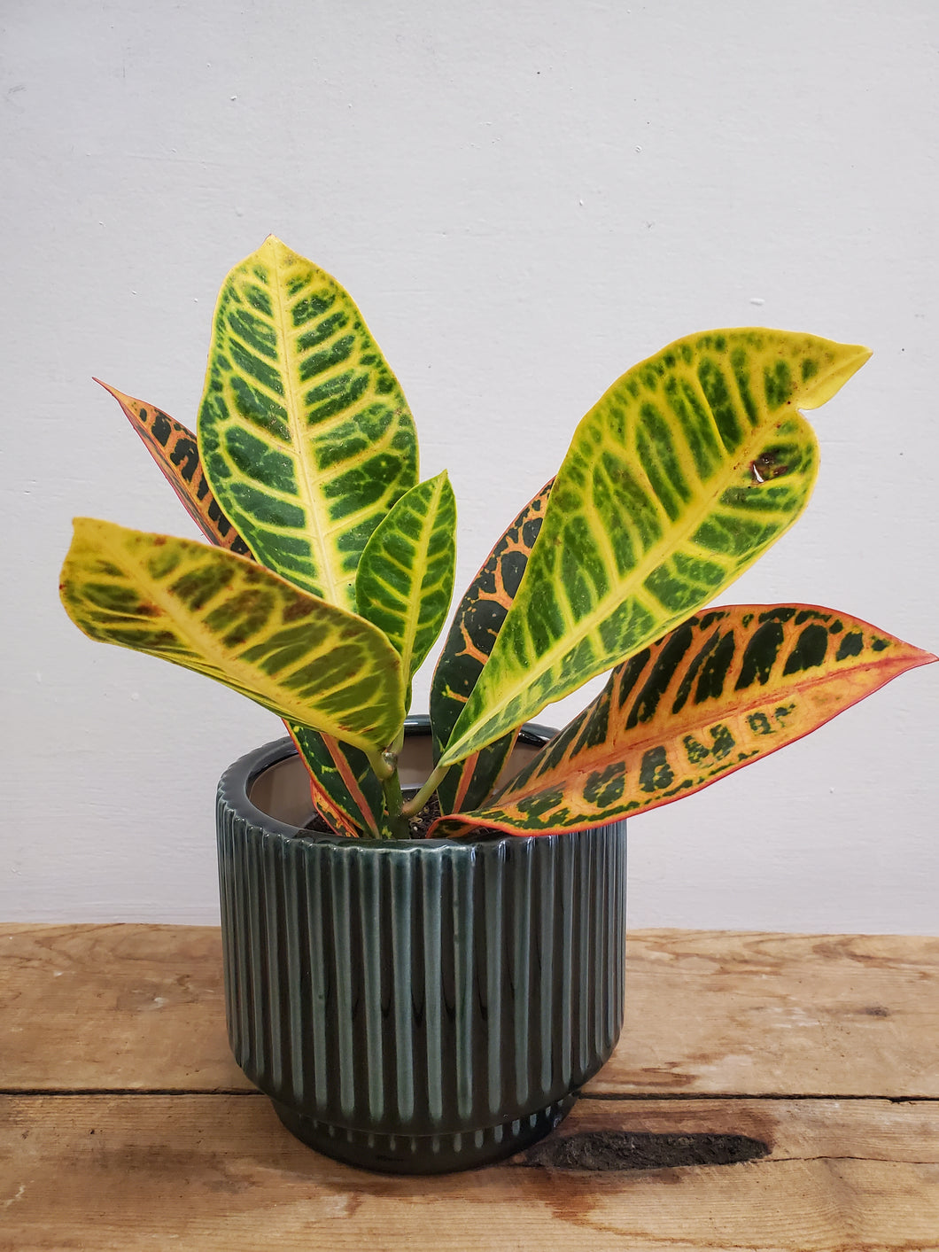 Codiaeum Mix, 9cm Pot
