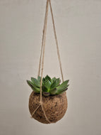 Kokodama - Succulent