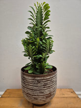 Load image into Gallery viewer, Euphorbia Trigona, 17cm Pot
