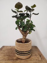 Load image into Gallery viewer, Polycias Fabian, 12cm pot
