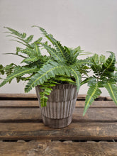 Load image into Gallery viewer, Arachniodes aristata - Variegata, 12cm Pot
