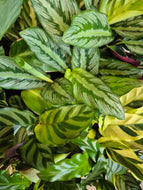 Calathea mix, 7cm pot.