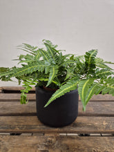 Load image into Gallery viewer, Arachniodes aristata - Variegata, 12cm Pot
