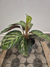 Load image into Gallery viewer, Calathea moonlight, 12cm pot.
