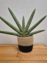 Load image into Gallery viewer, Sansevieria Cylindrica - Skyline, 12cm Pot
