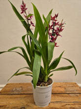 Load image into Gallery viewer, Cambria - Orchid, 12cm Pot
