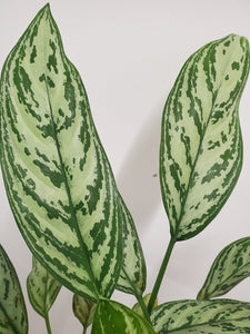 Aglaonema Silver Queen - Chinese Evergreen, 17cm Pot