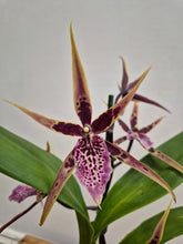 Load image into Gallery viewer, Brassia - Shelob Tolkien, 12cm Pot
