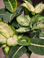 Dieffenbachia Mix, 12cm Pot