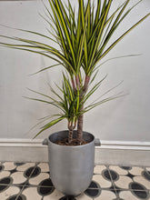 Load image into Gallery viewer, Dracaena Marginata Sunray - Dragon Tree, 17cm Pot
