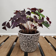 Oxalis triangularis - False Shamrock, 12cm Pot