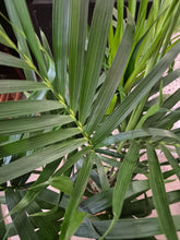 Load image into Gallery viewer, Chamaedorea cataractarum - Cascade palm, 19cm pot.
