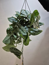 Load image into Gallery viewer, Scindapsus pictus - Trebie, 19cm Pot
