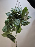 Scindapsus pictus - Trebie, 14cm  Pot