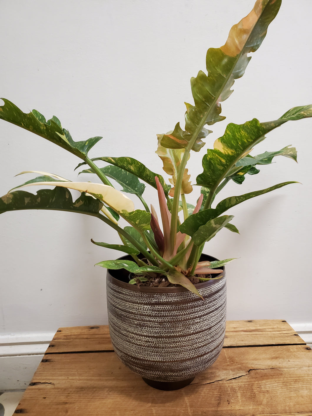 Philodendron ring of fire, 14cm Pot