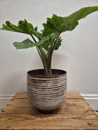 Alocasia macrorrhiza - Giant Taro, 17cm Pot