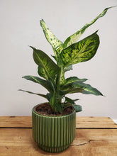 Load image into Gallery viewer, Dieffenbachia Sublime, 12cm Pot
