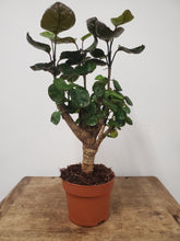 Load image into Gallery viewer, Polycias Fabian, 12cm pot
