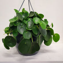 Load image into Gallery viewer, Pilea Peperomioides - Chinese money plant, 27cm Pot
