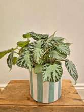 Load image into Gallery viewer, Begonia Silver Jewel, 15cm Pot
