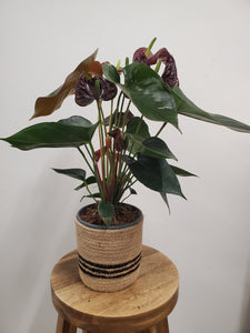 Anthurium - Black Love, 14cm Pot