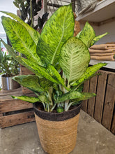 Load image into Gallery viewer, Dieffenbachia White Amazon, 24cm Pot
