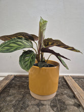 Load image into Gallery viewer, Calathea moonlight, 12cm pot.
