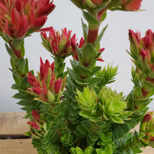 Load image into Gallery viewer, Crassula coccinea, 11cm pot

