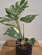 Monstera - Thai Constellation, 15cm Pot